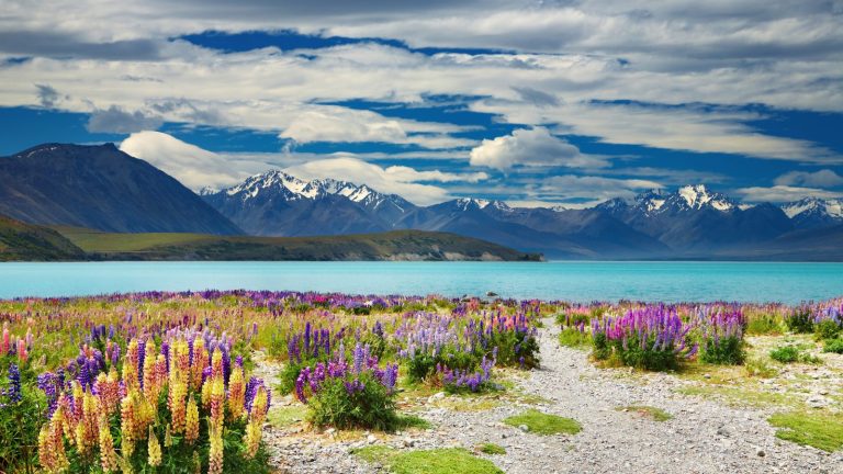 Lupins and Wildflowers