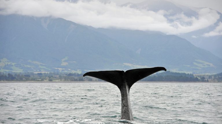 Majestic Whale Tail Emerges