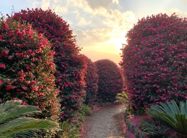 Serene Garden Pathway