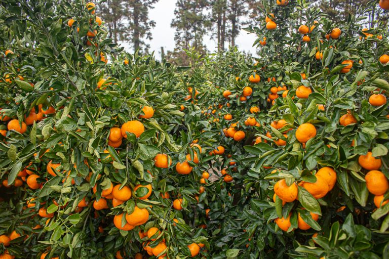 Cluster of Ripe Oranges