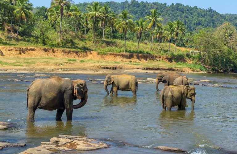 Majestic Elephants Wading
