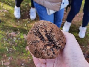 Truffle hunting in Australia