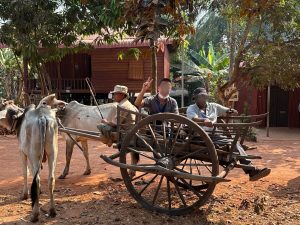 Ox cart ride in Siem Reap