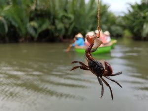 Catch the crabs in Cam Thanh coconut village