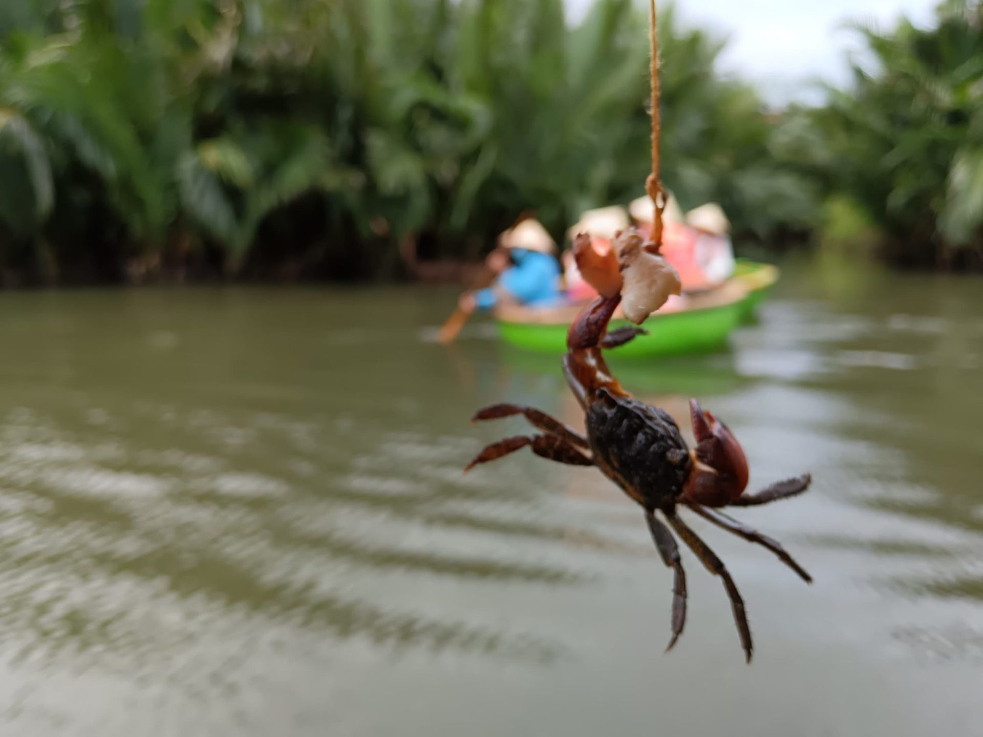 Catch the crabs in Cam Thanh coconut village