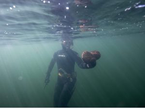 Diver with abalone on seafood tour