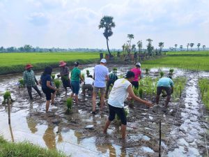 Team building in a Cambodia’s paddy field